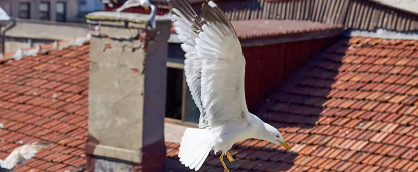 Residential Chimney Animal Removal Solution in Ukiah, CA